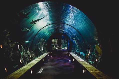 Mote aquarium sarasota - Mote Science Education Aquarium, Sarasota, Florida Visitors can see manatees, otters, sharks and a new coral reef exhibit at the Mote Marine …